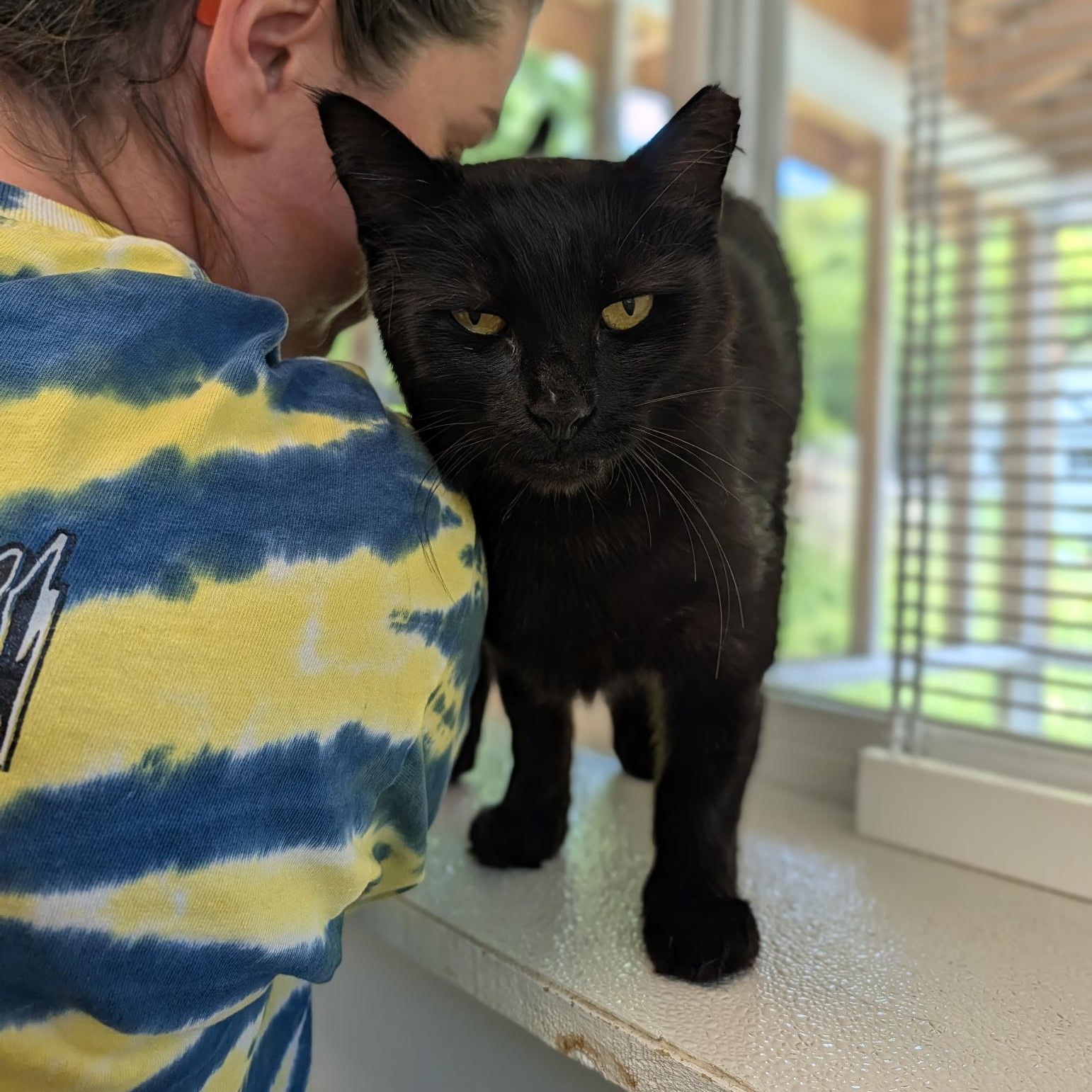 Herbie, a ADOPTABLE Domestic Short Hair in Waynesville, NC image 2/3