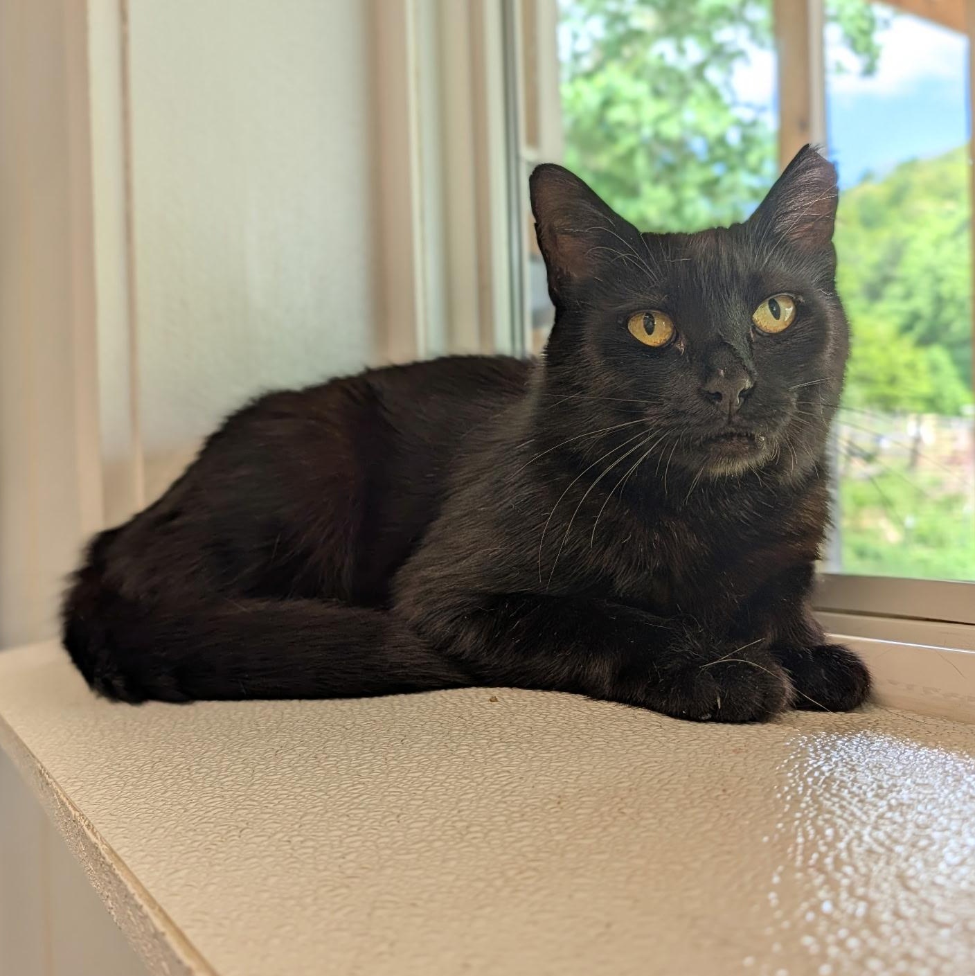 Herbie, a ADOPTABLE Domestic Short Hair in Waynesville, NC image 1/3