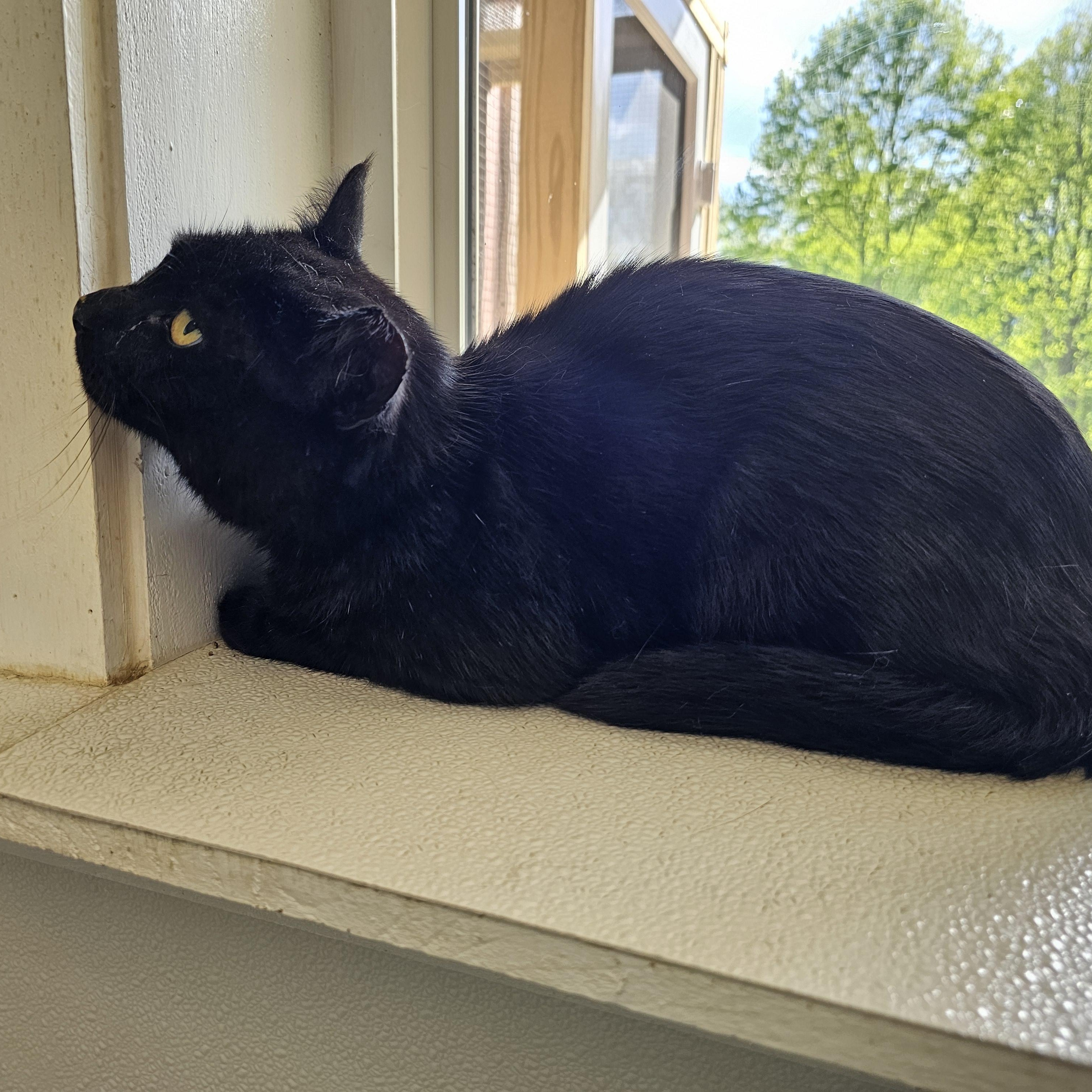 Herbie, a ADOPTABLE Domestic Short Hair in Waynesville, NC image 3/3