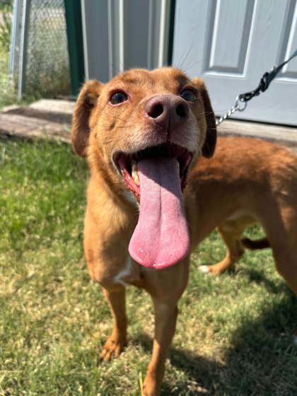 Ophelia, a Adoptable mixed breed in McCook, NE image 1/3