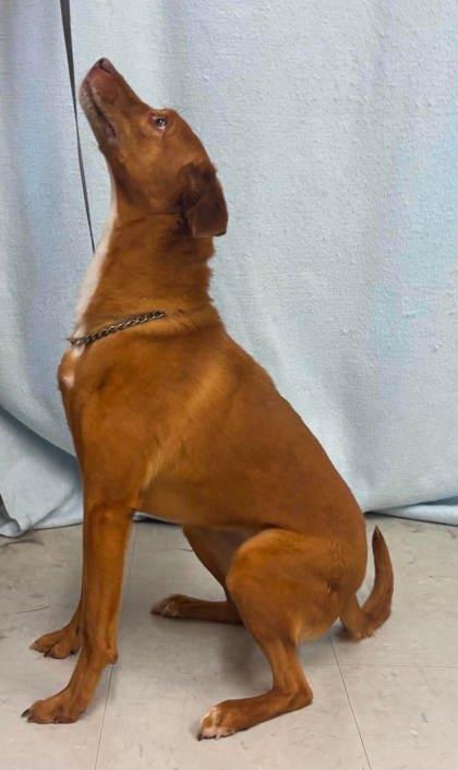 Ophelia, a Adoptable mixed breed in McCook, NE image 2/3