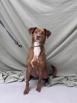 Enlarge Ophelia, a Adoptable mixed breed in McCook, NE image 2/3