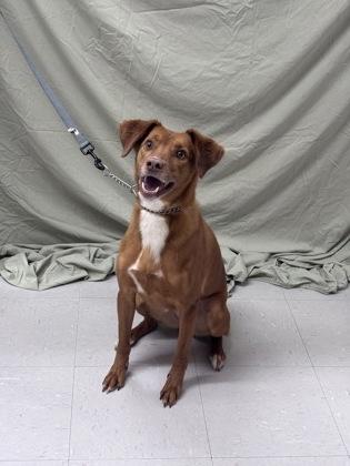 Enlarge Ophelia, a Adoptable mixed breed in McCook, NE image 3/3