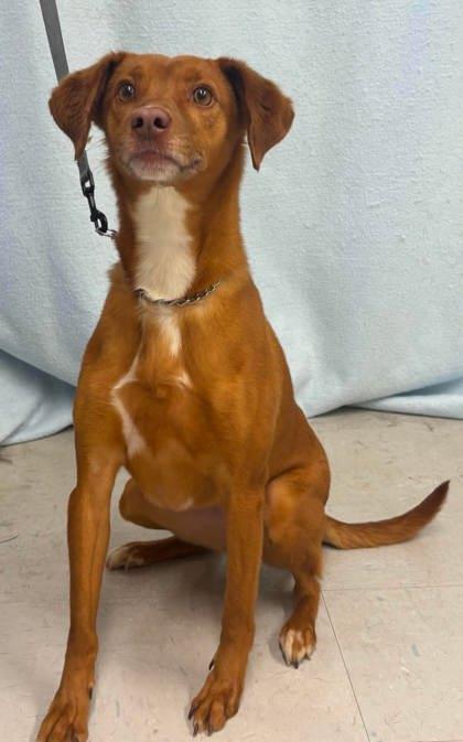 Ophelia, a Adoptable mixed breed in McCook, NE image 3/3