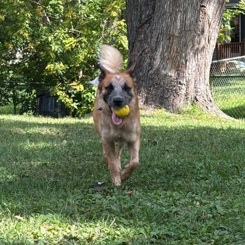 Bea, Adoptable, Young Female Australian Shepherd & Great Pyrenees.