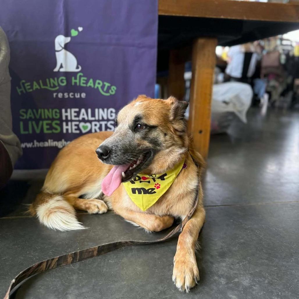 Enlarge Bea, a Adoptable mixed breed in Crystal, MN image 2/6