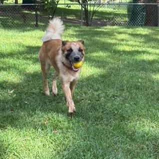 Enlarge Bea, a Adoptable mixed breed in Crystal, MN image 2/5