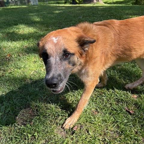 Enlarge Bea, a Adoptable mixed breed in Crystal, MN image 3/5