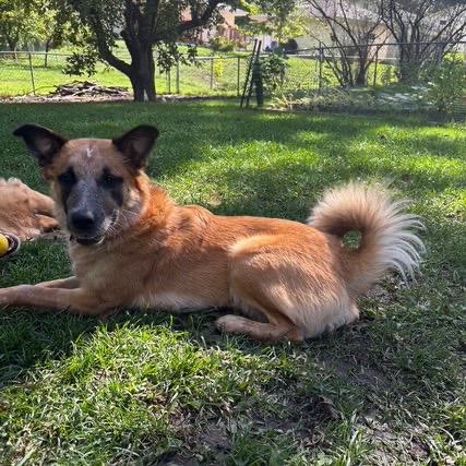 Enlarge Bea, a Adoptable mixed breed in Crystal, MN image 4/5