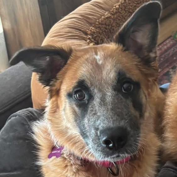 Enlarge Bea, a Adoptable mixed breed in Crystal, MN image 5/5