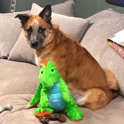 Bea, a Adoptable mixed breed in Crystal, MN image 6/6