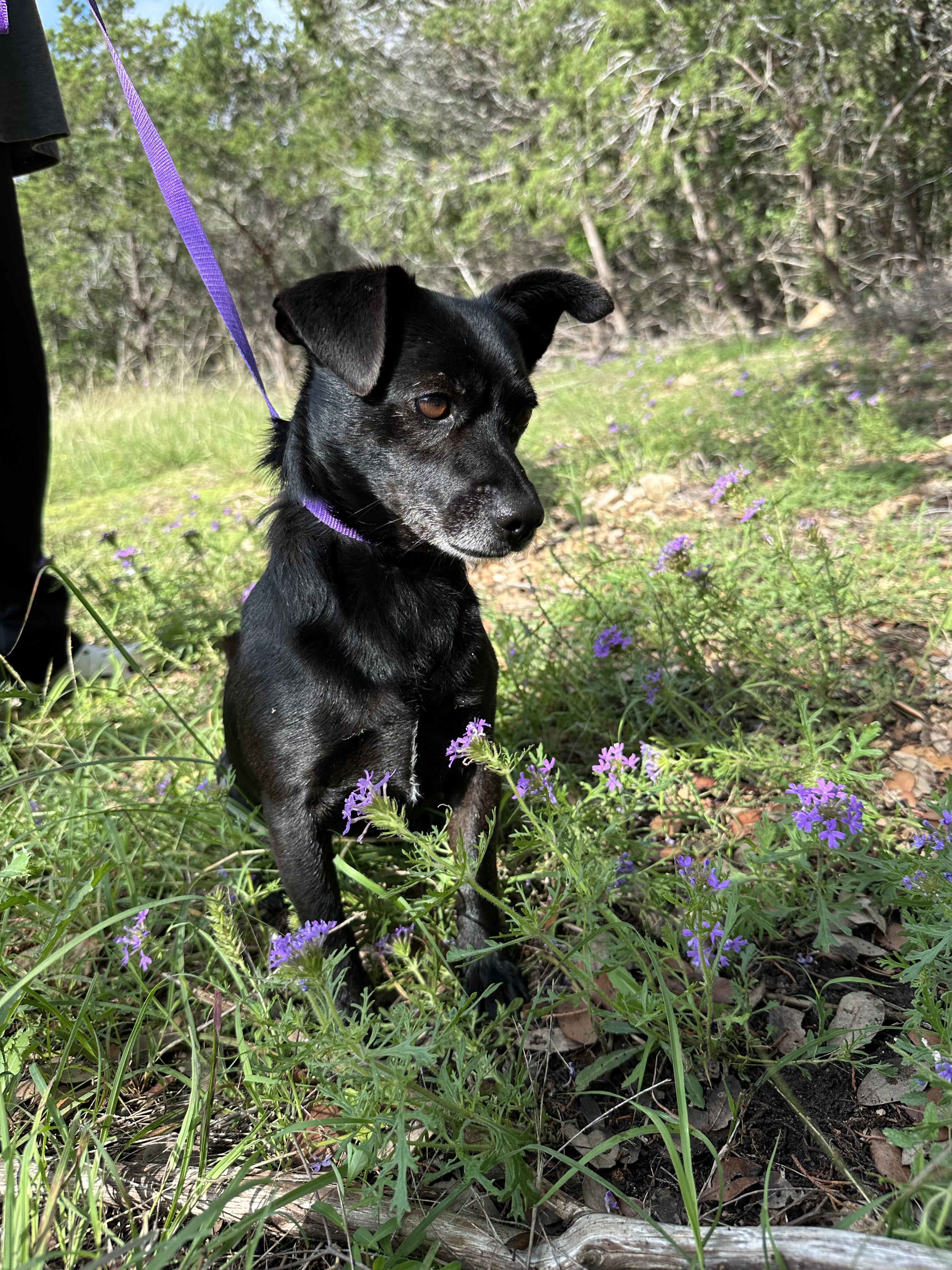 Enlarge Mack, a Adoptable Mixed Breed in Austin, TX image 3/6