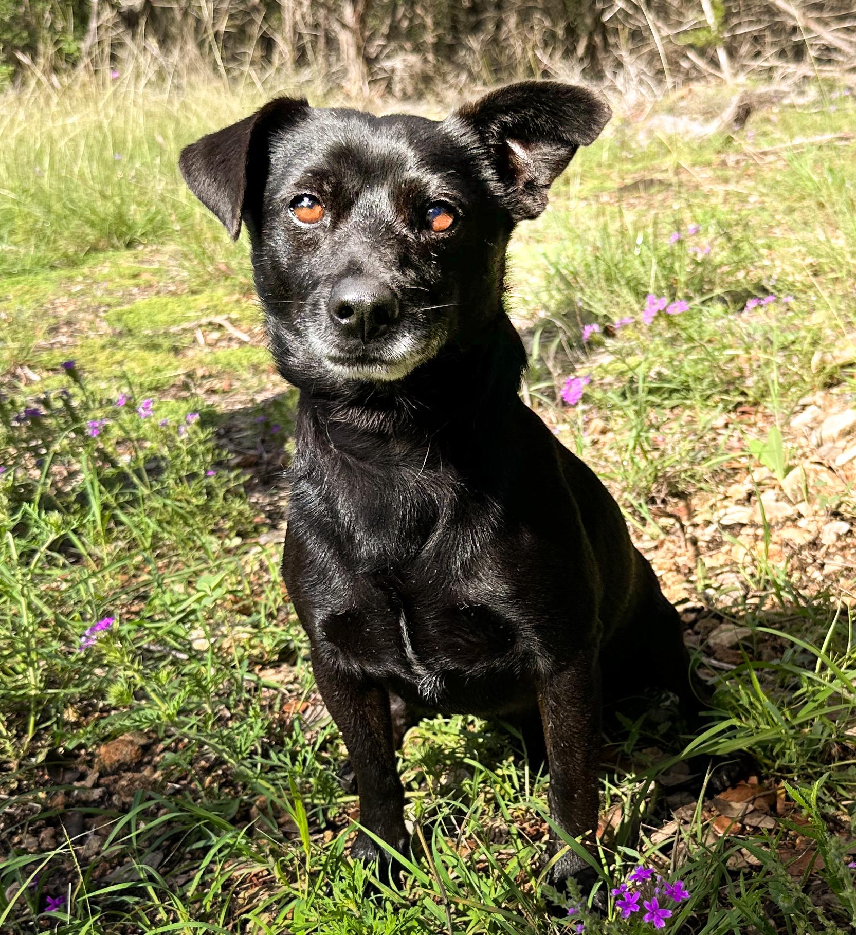 Enlarge Mack, a Adoptable Mixed Breed in Austin, TX image 2/6