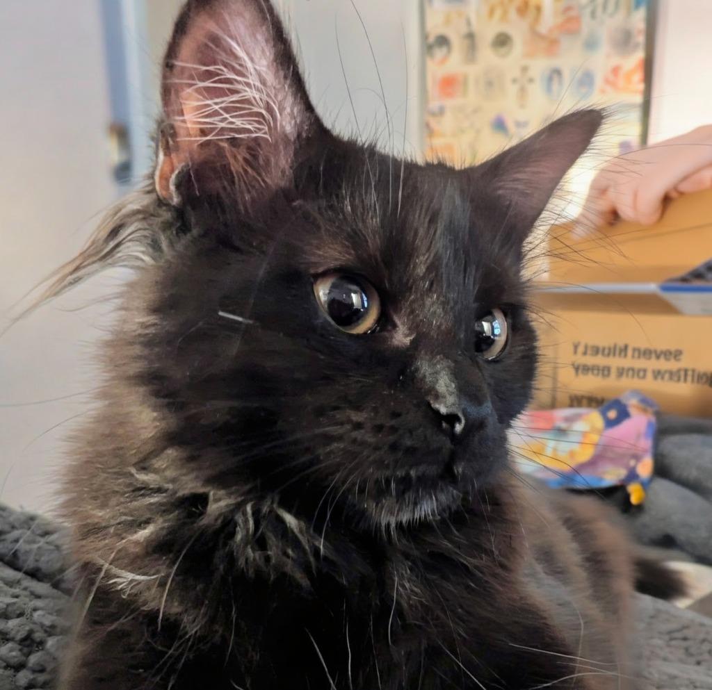 Matinee, Adoptable, Kitten Female Maine Coon.