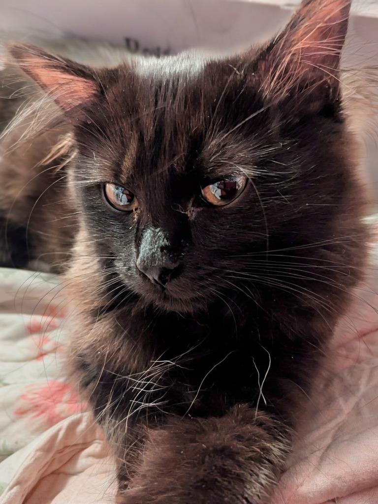 Matinee, a Adoptable mixed breed in Olathe, KS image 5/5