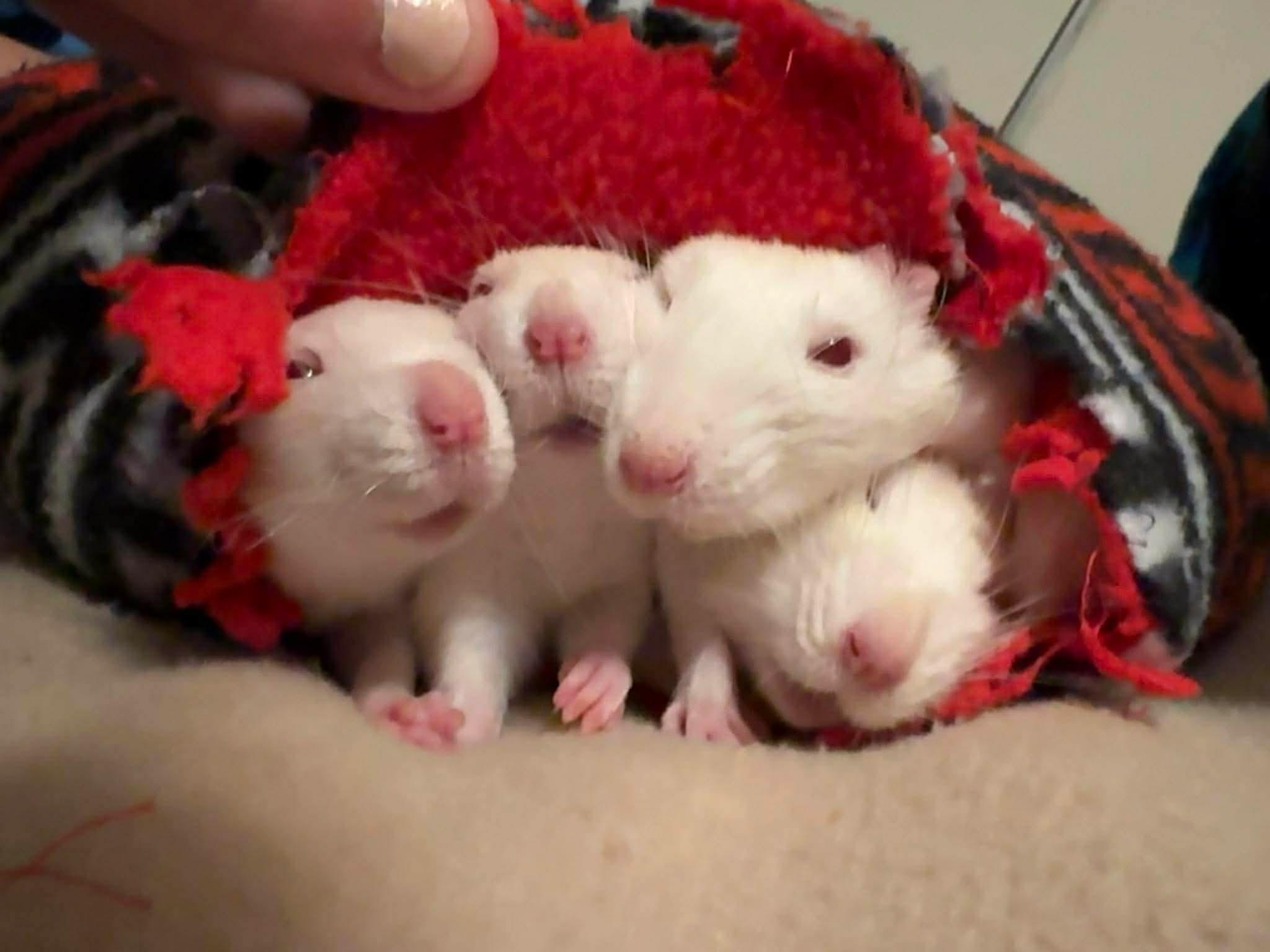 Male Fancy Rats - Shane, Ilya and Kip, ADOPTABLE, Adult Male Rat.