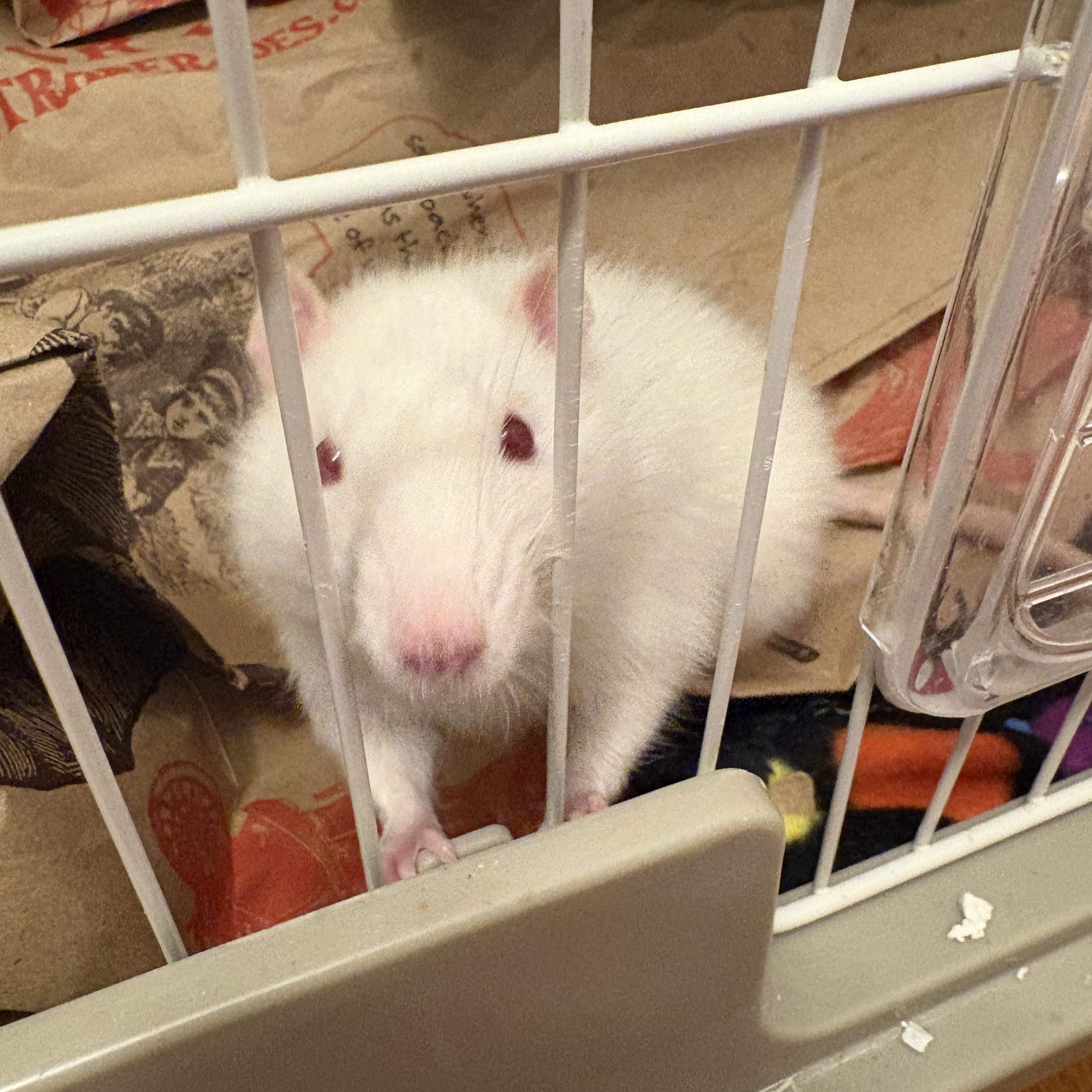 Enlarge Male Fancy Rats - Shane, Ilya and Kip, a ADOPTABLE Rat in Bryn Mawr, PA image 4/6