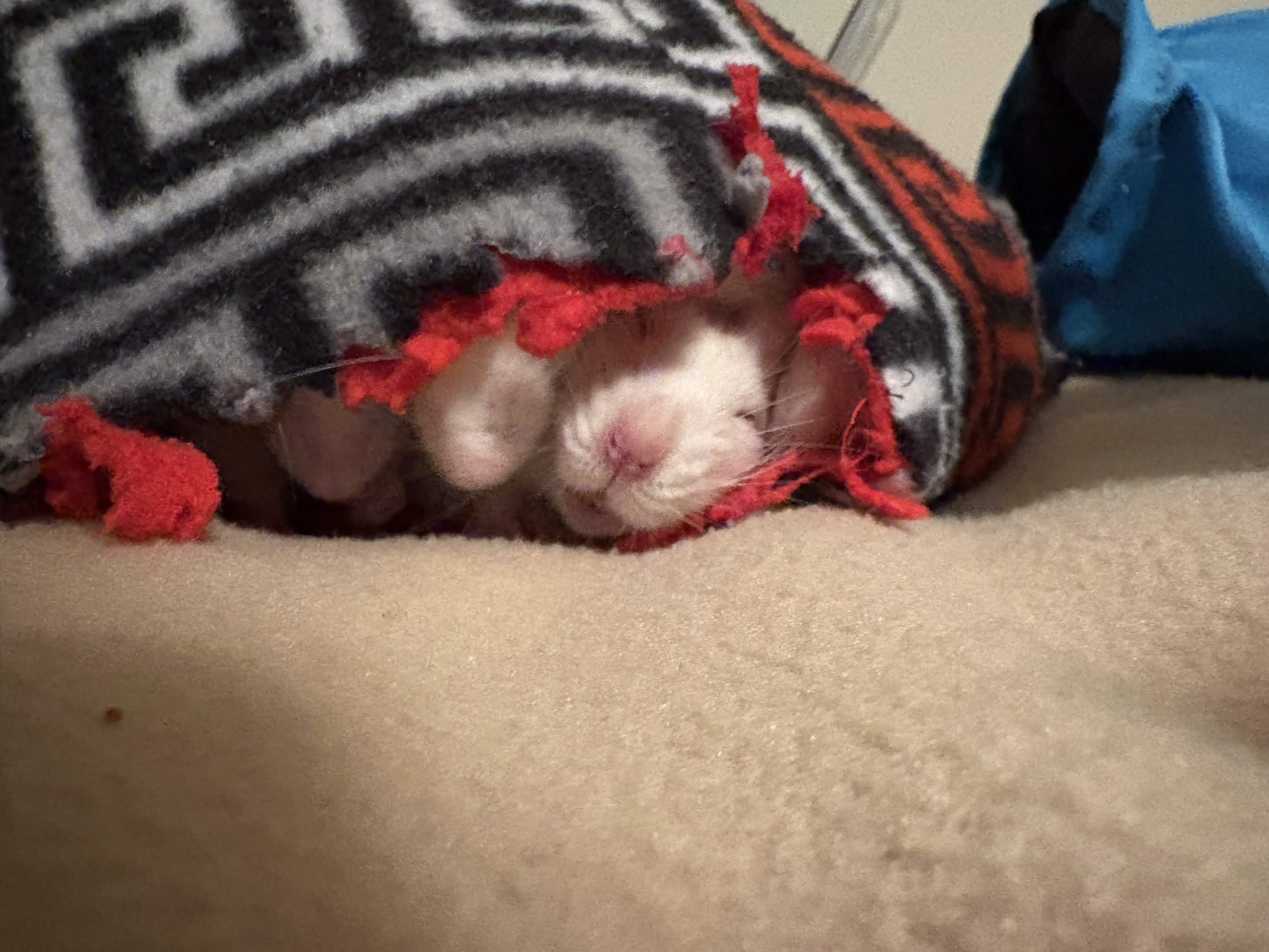 Enlarge Male Fancy Rats - Shane, Ilya and Kip, a ADOPTABLE Rat in Bryn Mawr, PA image 2/6