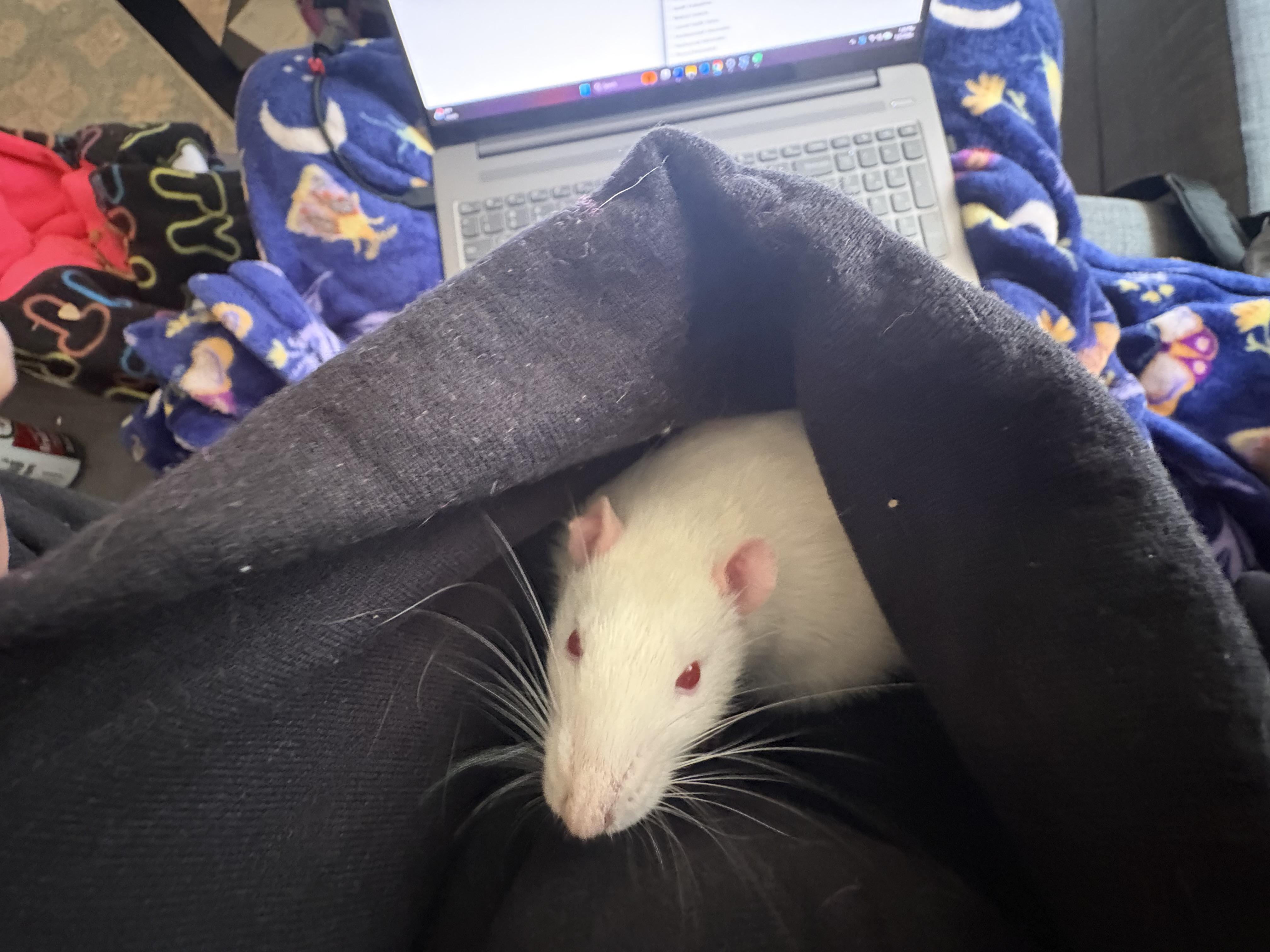 Enlarge Male Fancy Rats - Shane, Ilya and Kip, a ADOPTABLE Rat in Bryn Mawr, PA image 3/6