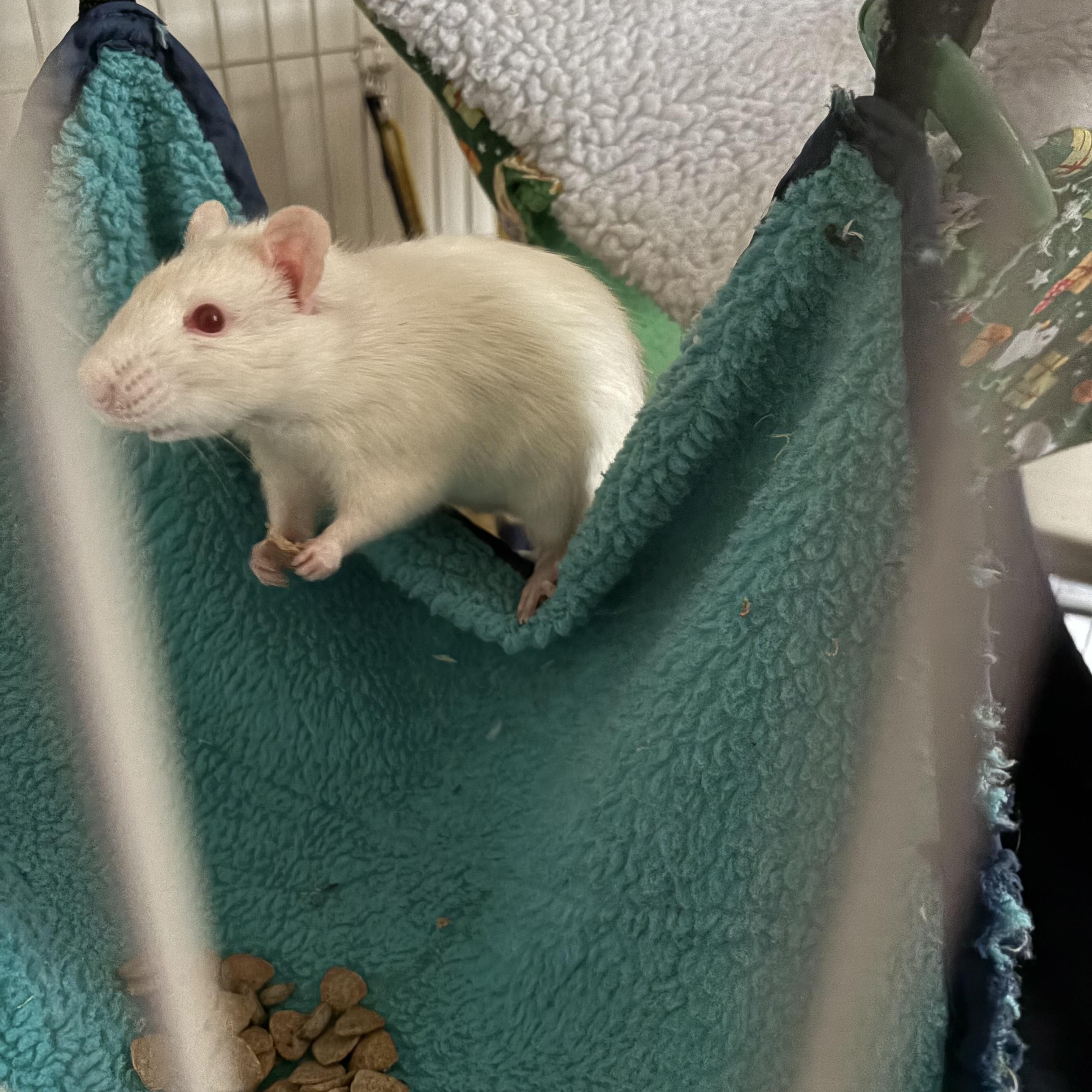 Enlarge Male Fancy Rats - Shane, Ilya and Kip, a ADOPTABLE Rat in Bryn Mawr, PA image 6/6
