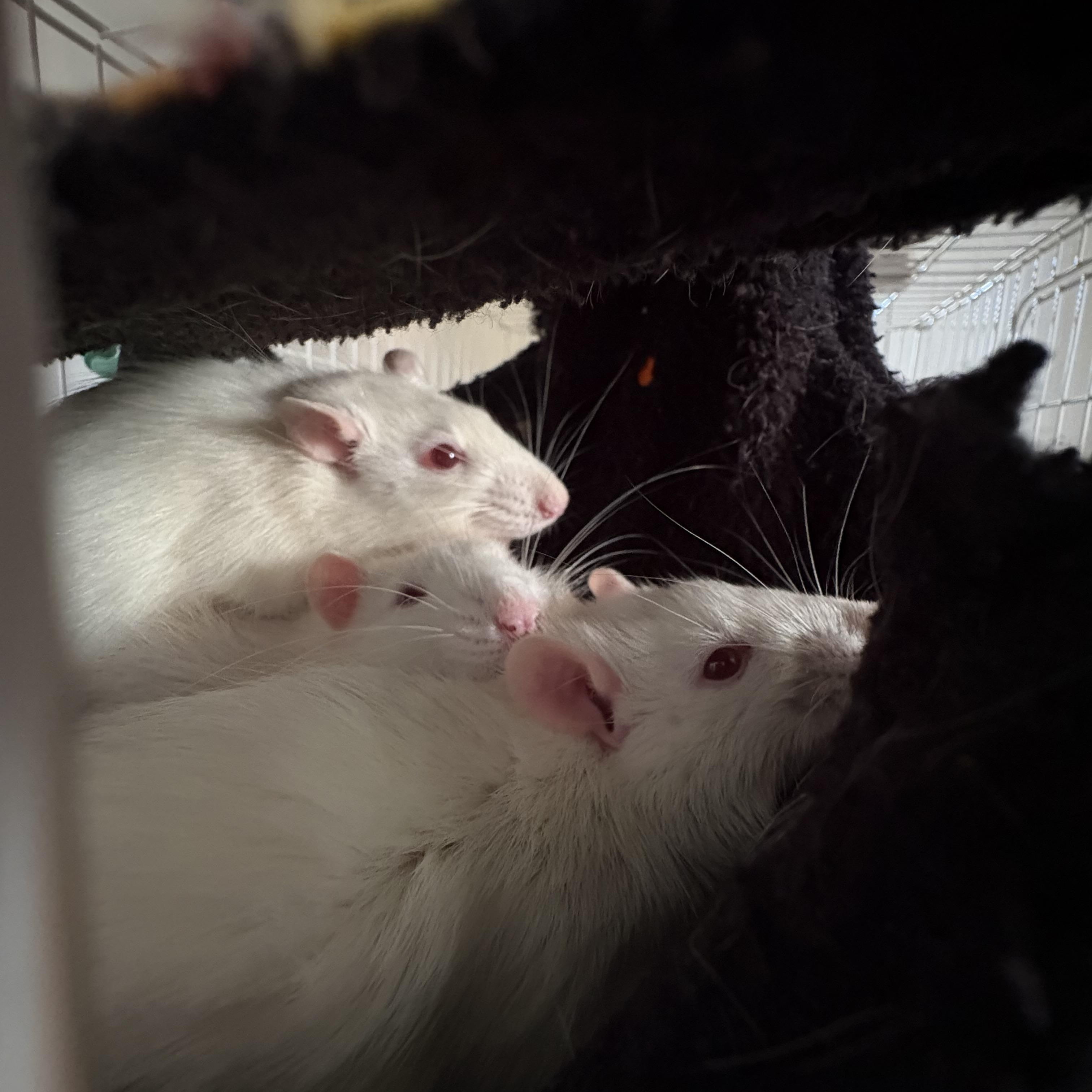 Enlarge Male Fancy Rats - Shane, Ilya and Kip, a ADOPTABLE Rat in Bryn Mawr, PA image 5/6