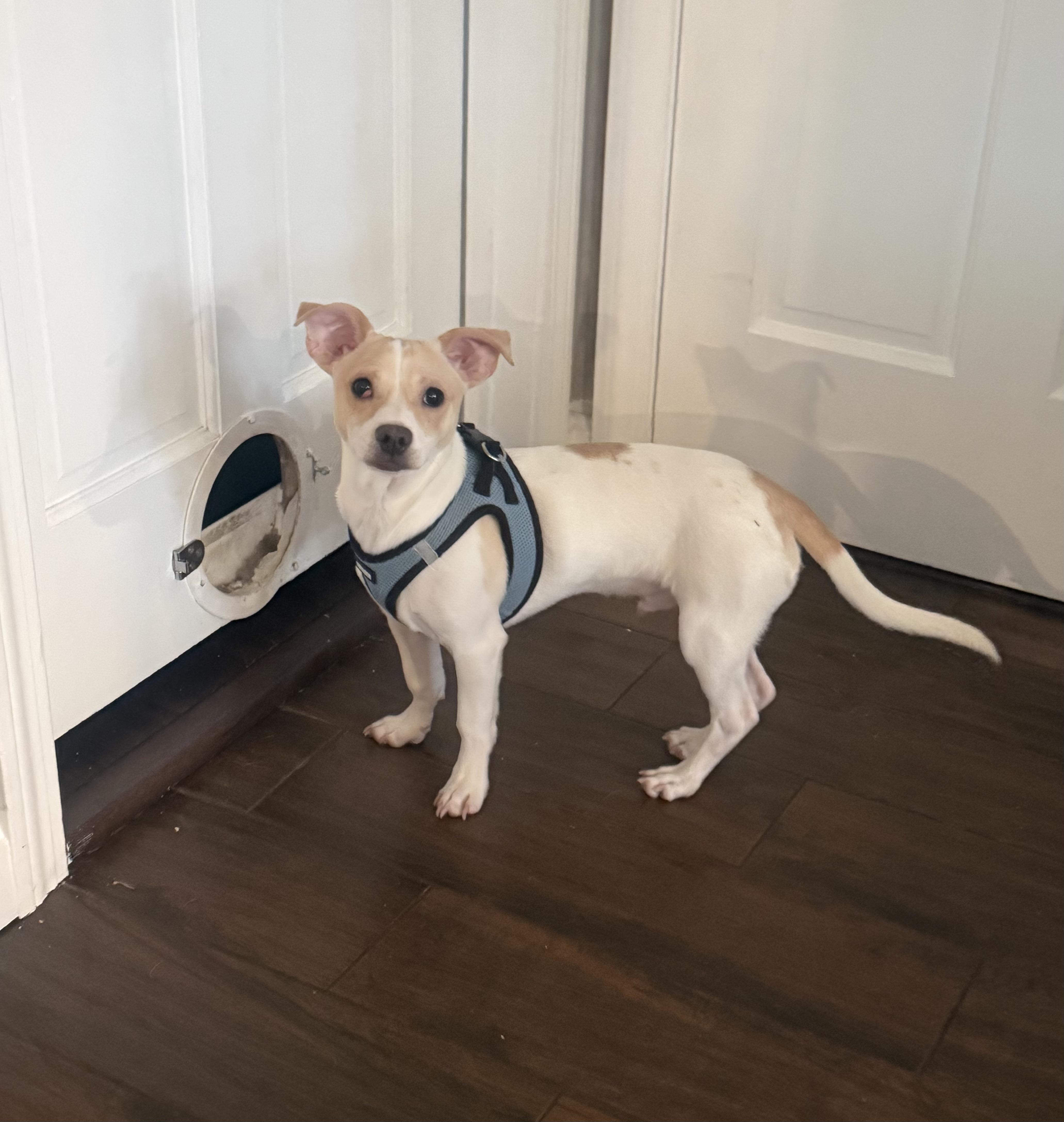 Chico, ADOPTABLE, Young Male Chihuahua & Jack Russell Terrier.