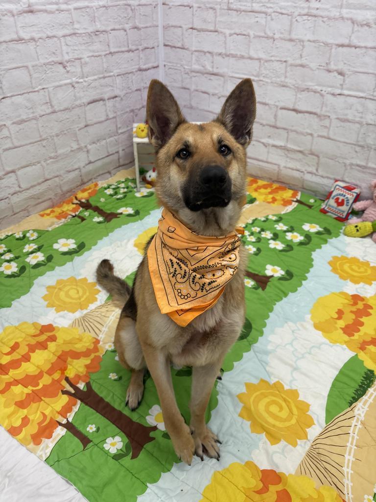 Enlarge Sonnet, a Adoptable mixed breed in Detroit, MI image 1/6