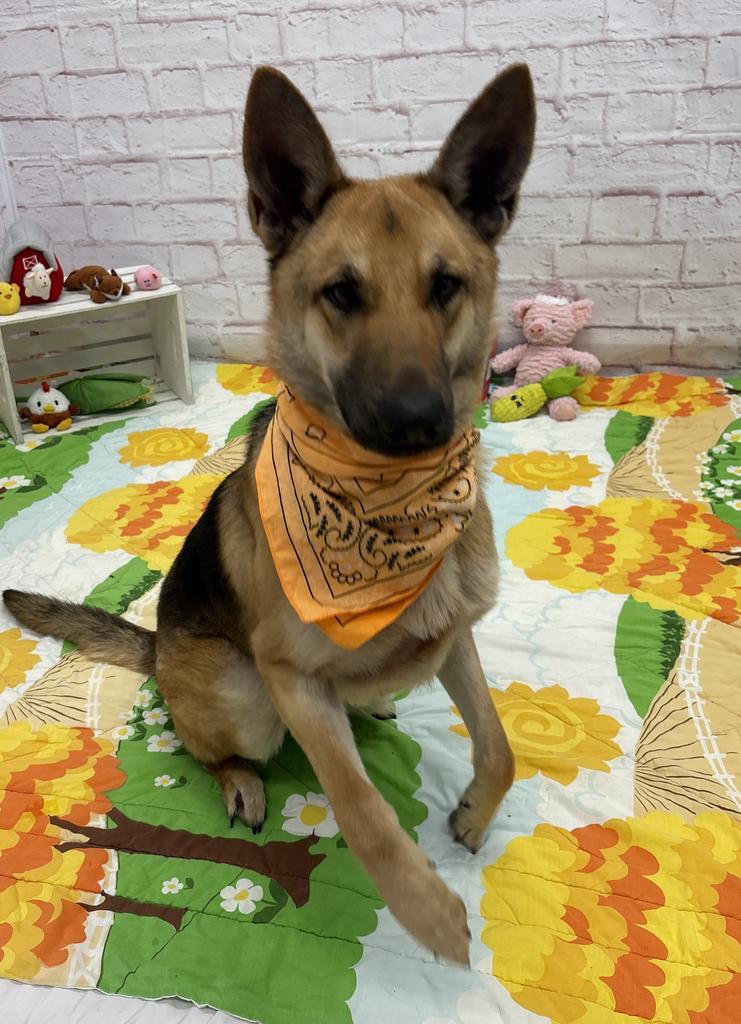 Enlarge Sonnet, a Adoptable mixed breed in Detroit, MI image 2/6