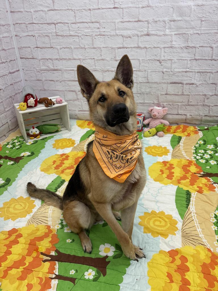 Enlarge Sonnet, a Adoptable mixed breed in Detroit, MI image 3/6