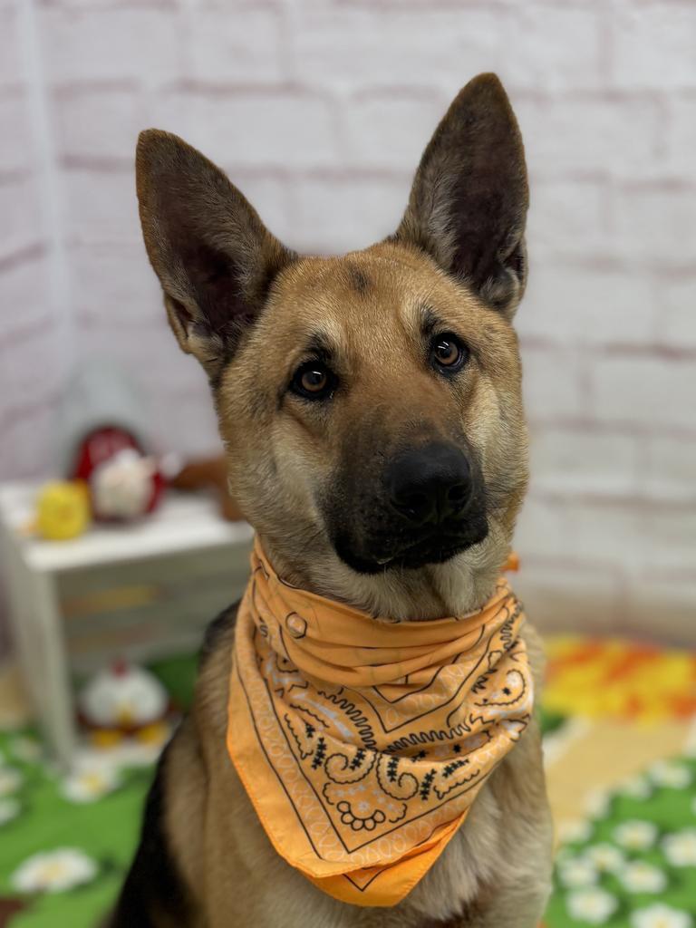 Enlarge Sonnet, a Adoptable mixed breed in Detroit, MI image 4/6