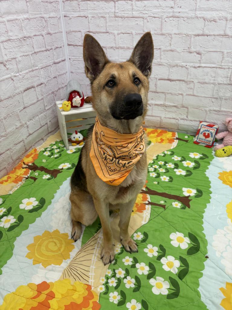 Enlarge Sonnet, a Adoptable mixed breed in Detroit, MI image 5/6