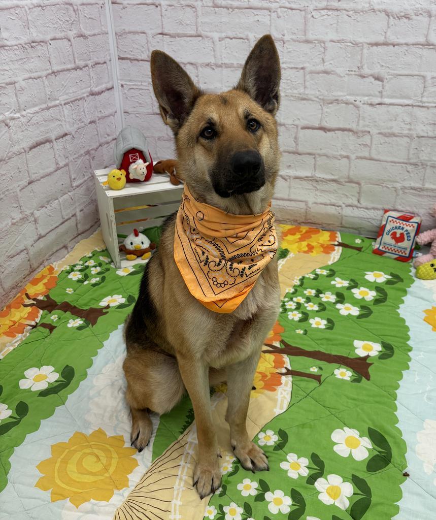 Enlarge Sonnet, a Adoptable mixed breed in Detroit, MI image 6/6