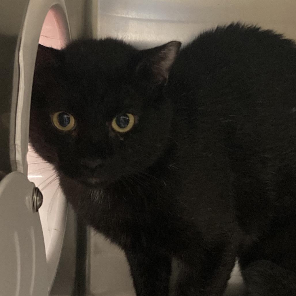 Mystery, Adoptable, Adult Male Domestic Short Hair.