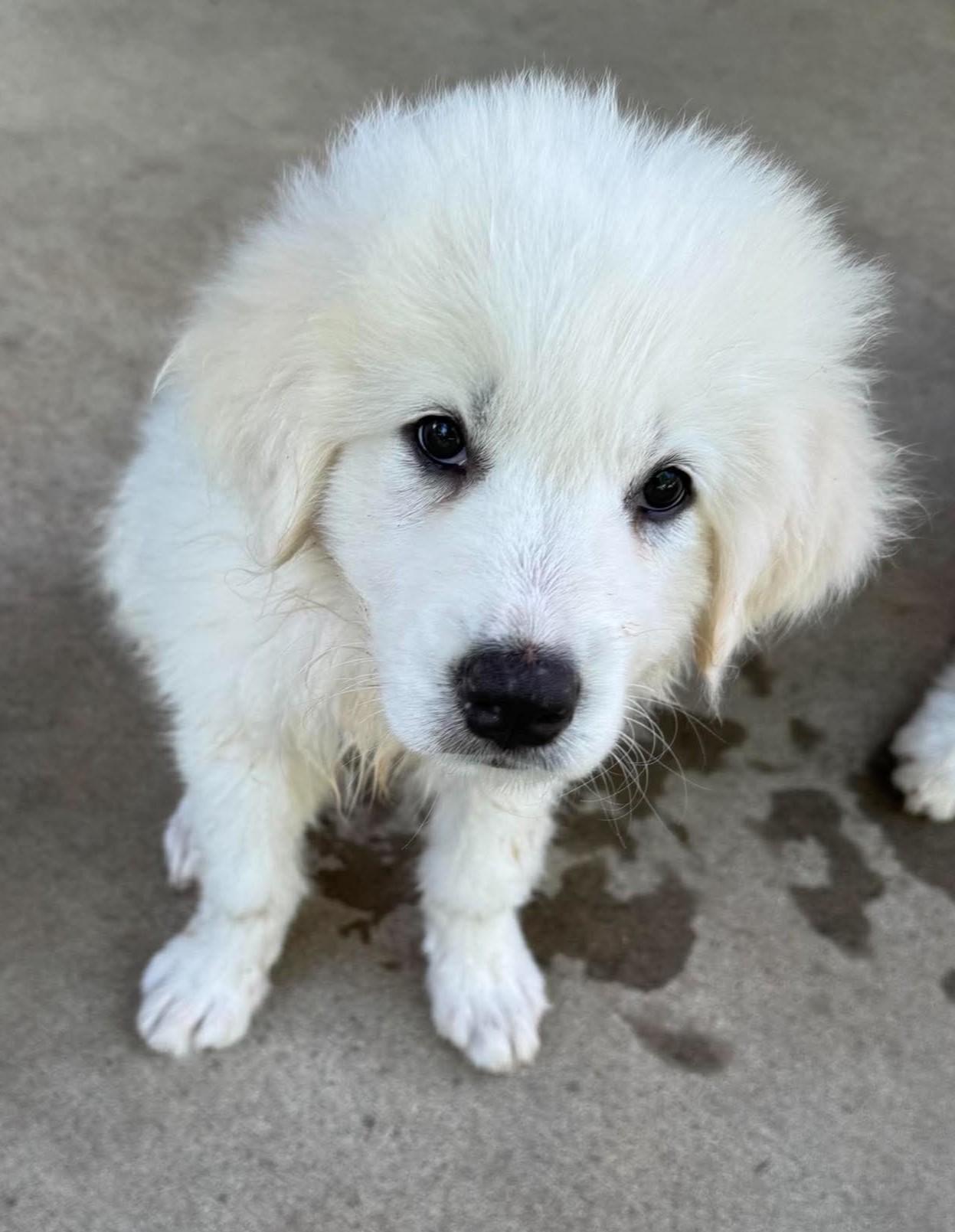Squishmallow, a ADOPTABLE Great Pyrenees in Kiowa, OK image 3/6