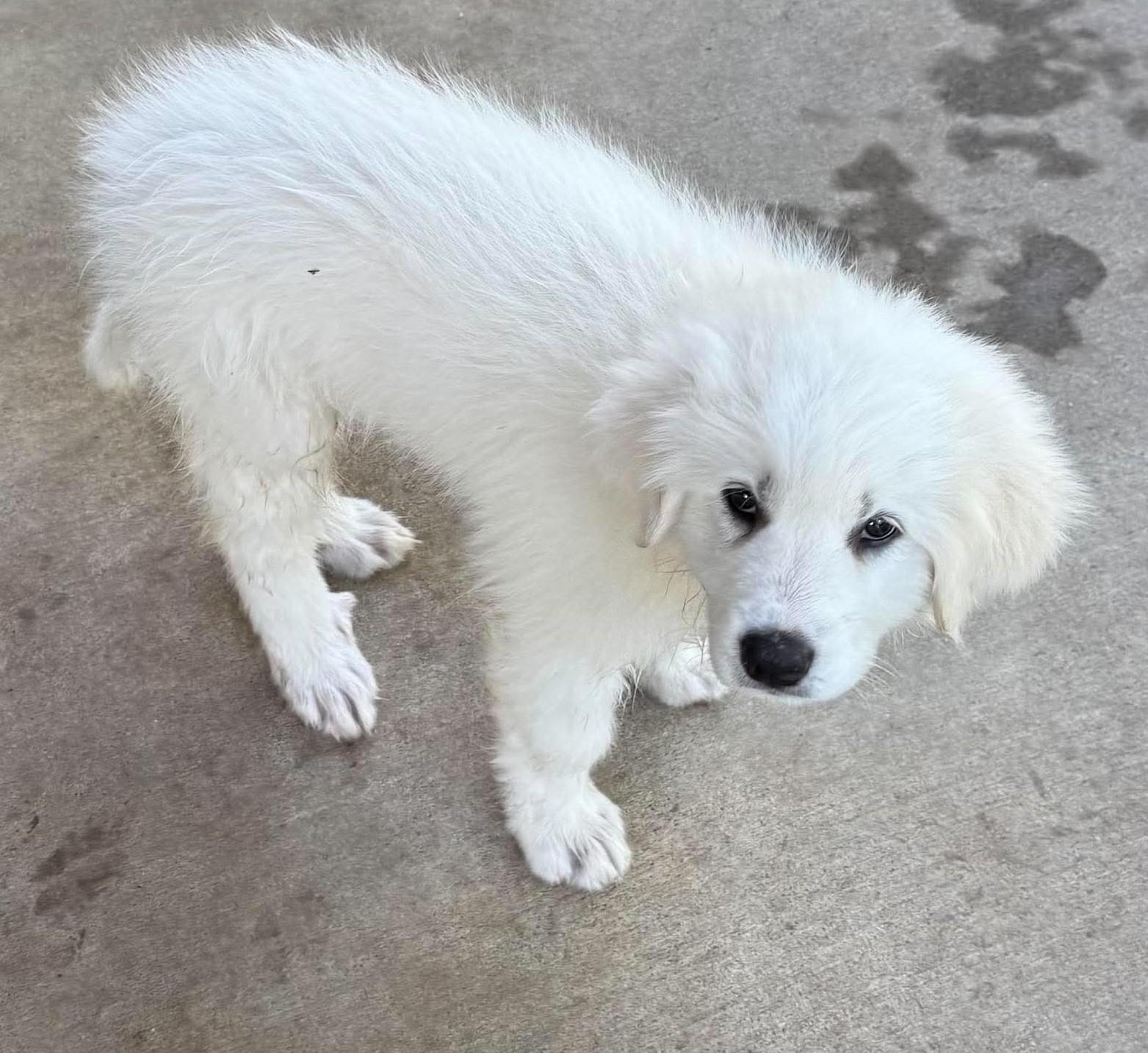 Squishmallow, a ADOPTABLE Great Pyrenees in Kiowa, OK image 2/6