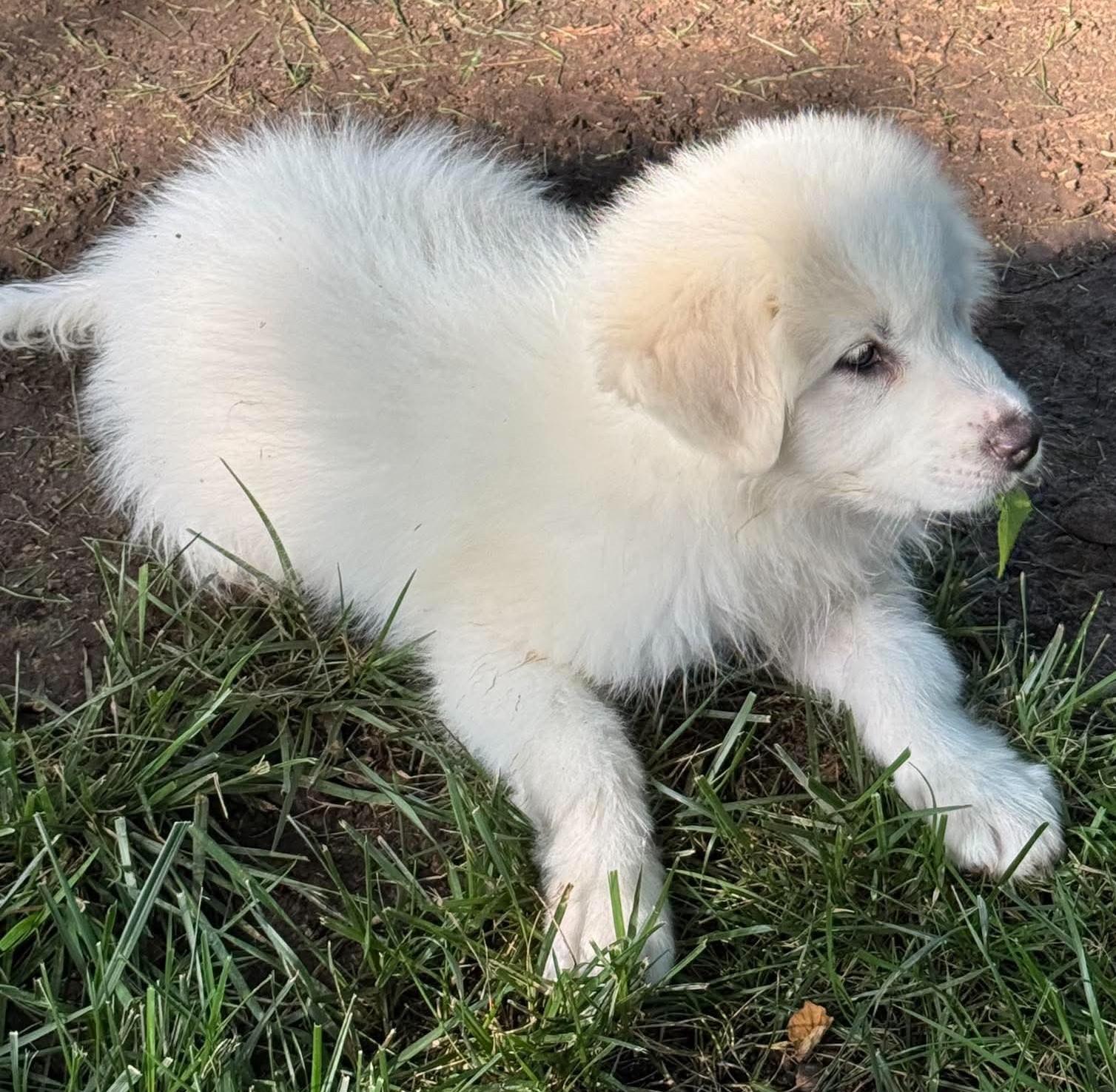 Squishmallow, a ADOPTABLE Great Pyrenees in Kiowa, OK image 6/6