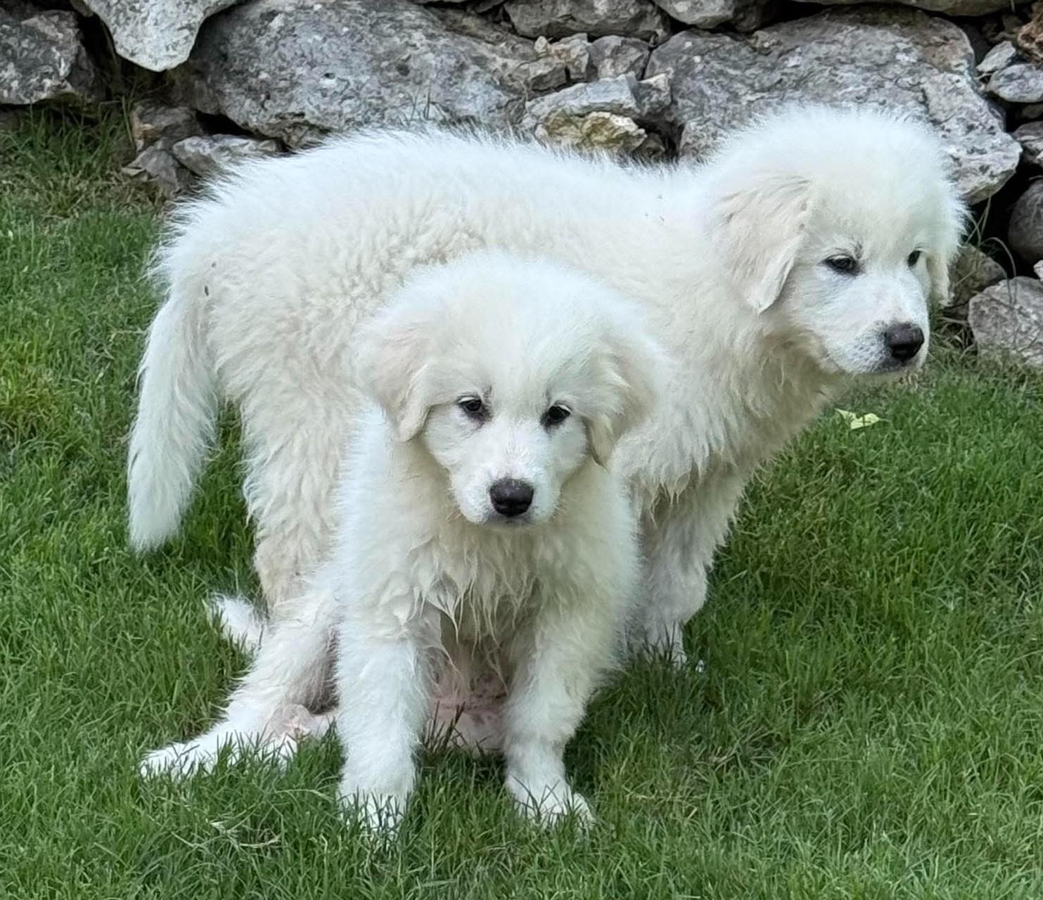 Squishmallow, a ADOPTABLE Great Pyrenees in Kiowa, OK image 4/6
