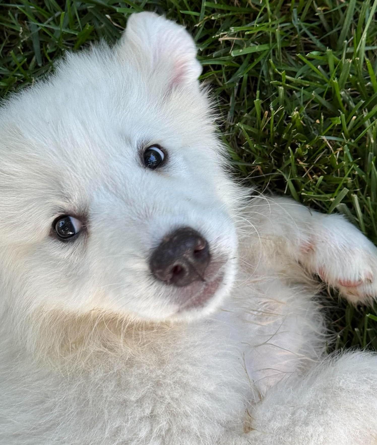 Squishmallow, ADOPTABLE, Puppy Female Great Pyrenees.