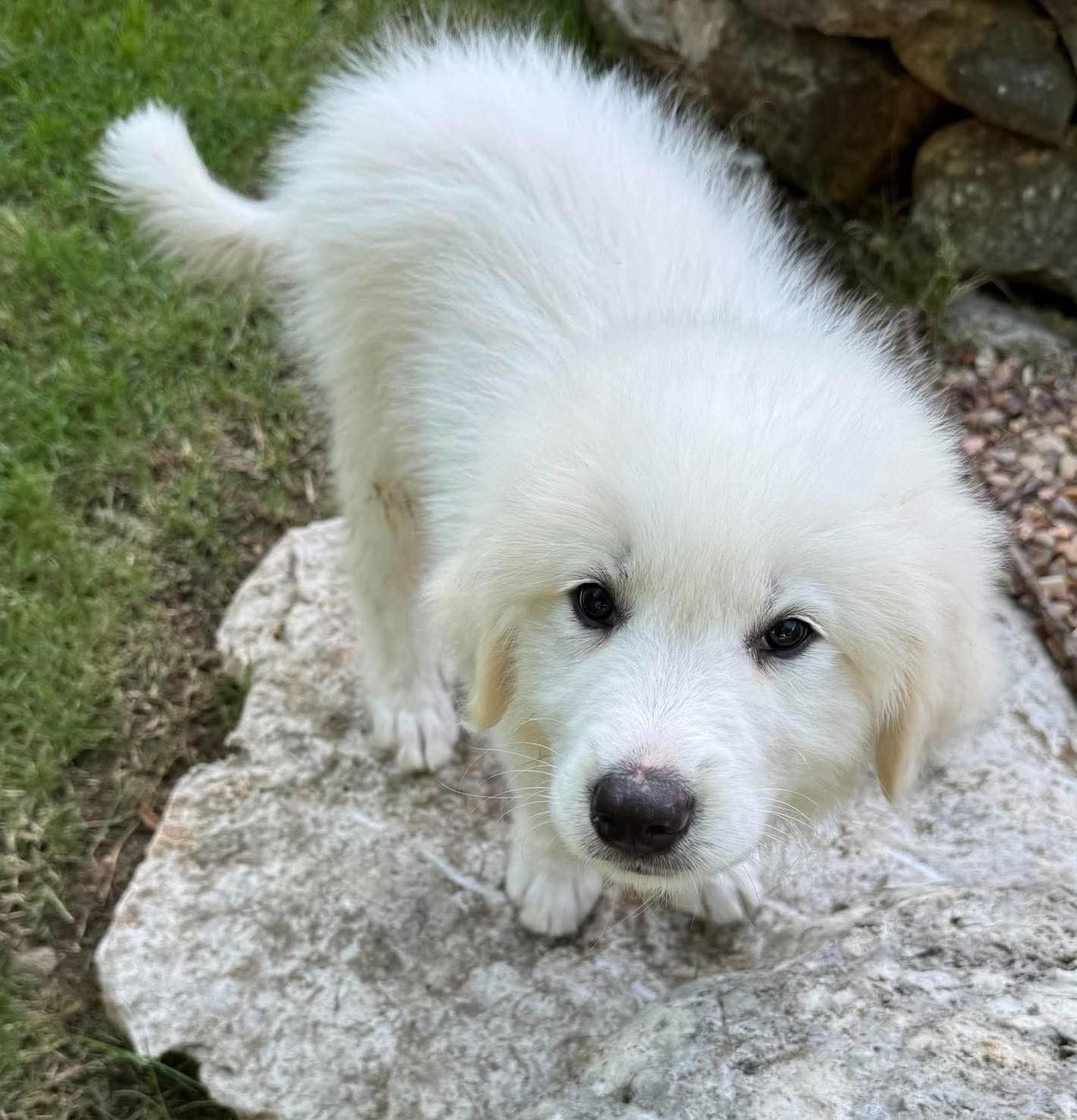 Squishmallow, a ADOPTABLE Great Pyrenees in Kiowa, OK image 5/6