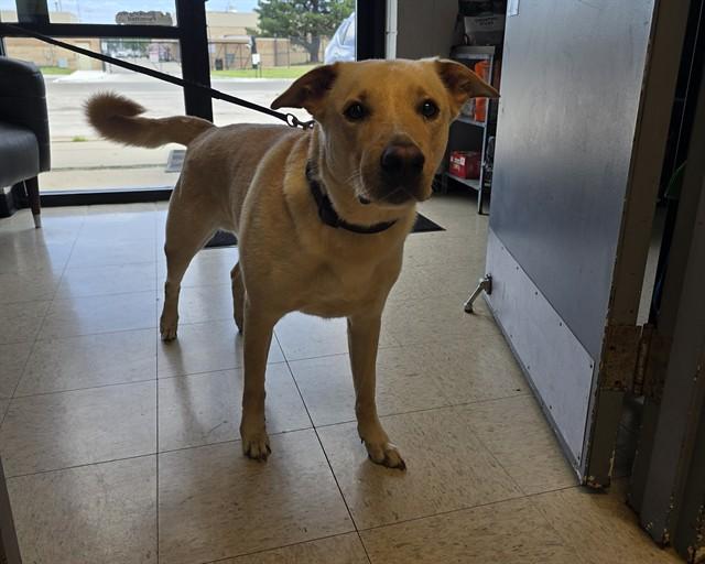 YODA, Adoptable, Adult Male Labrador Retriever & Mixed Breed.