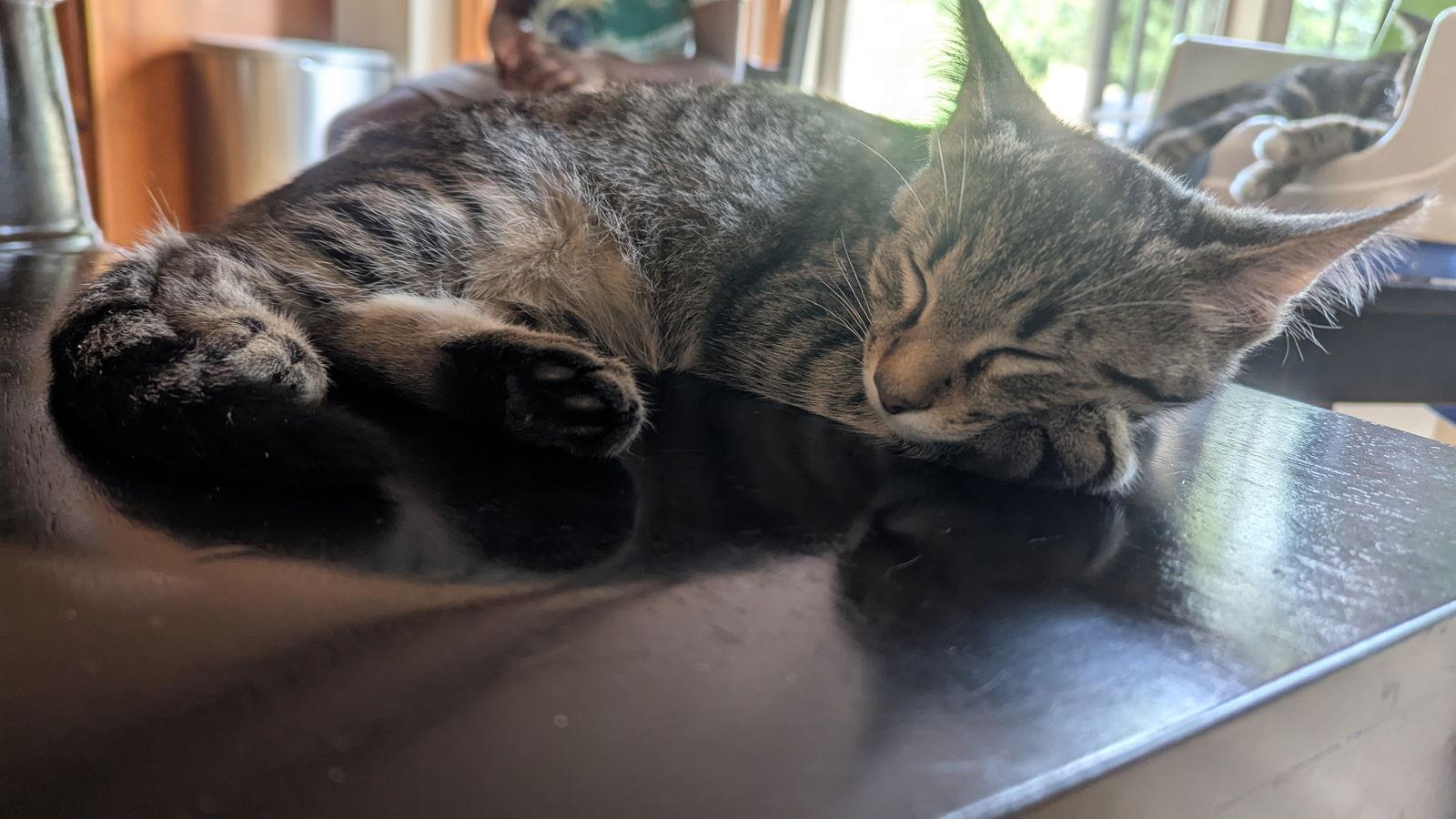 Fed, a Adoptable Domestic Short Hair in hinckley, IL image 1/3