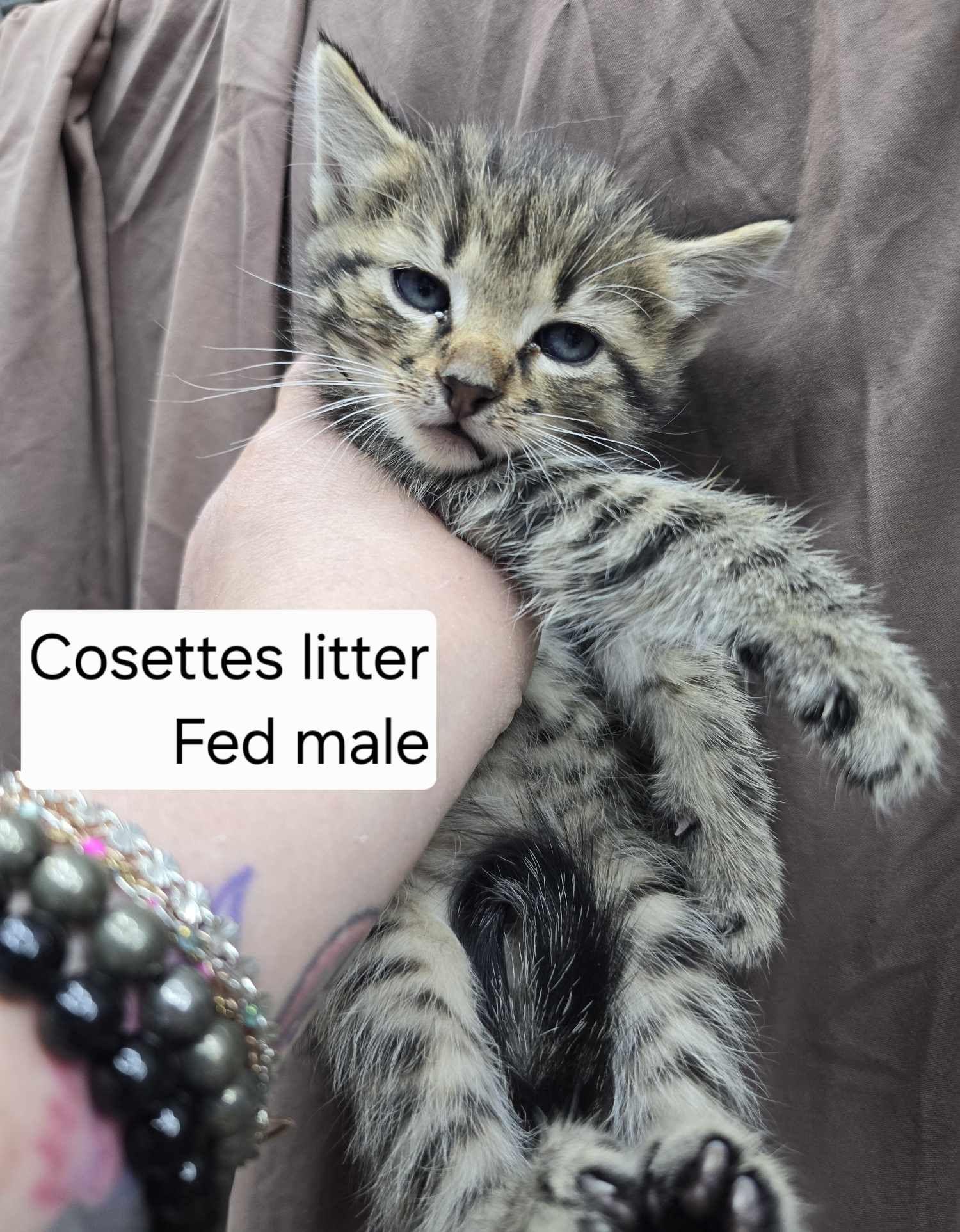 Fed, a Adoptable Domestic Short Hair in hinckley, IL image 2/3