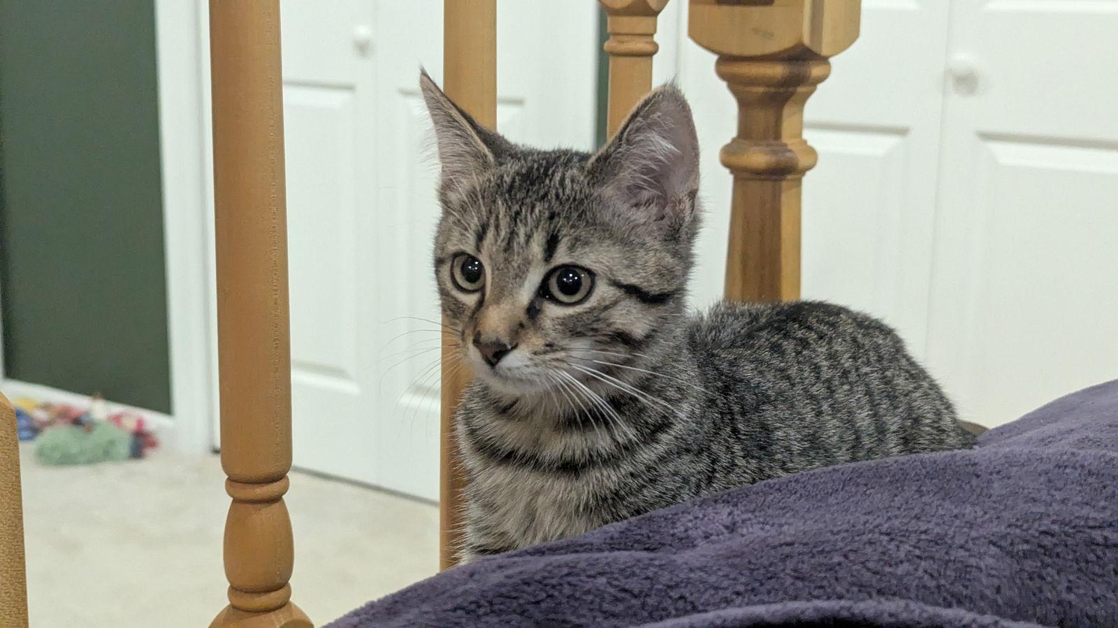 Fed, a Adoptable Domestic Short Hair in hinckley, IL image 3/3