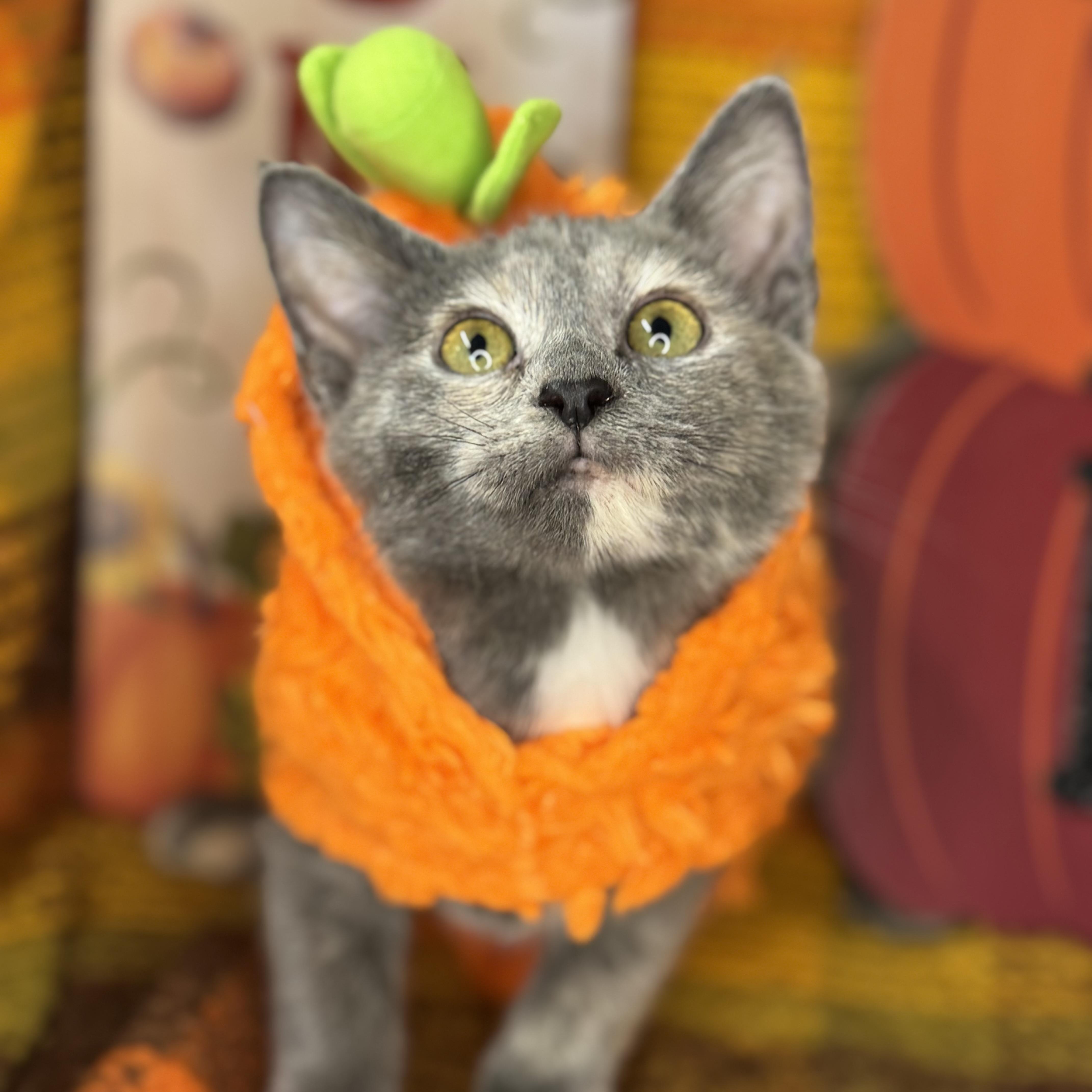 Ginger Dressing thumbnail 3