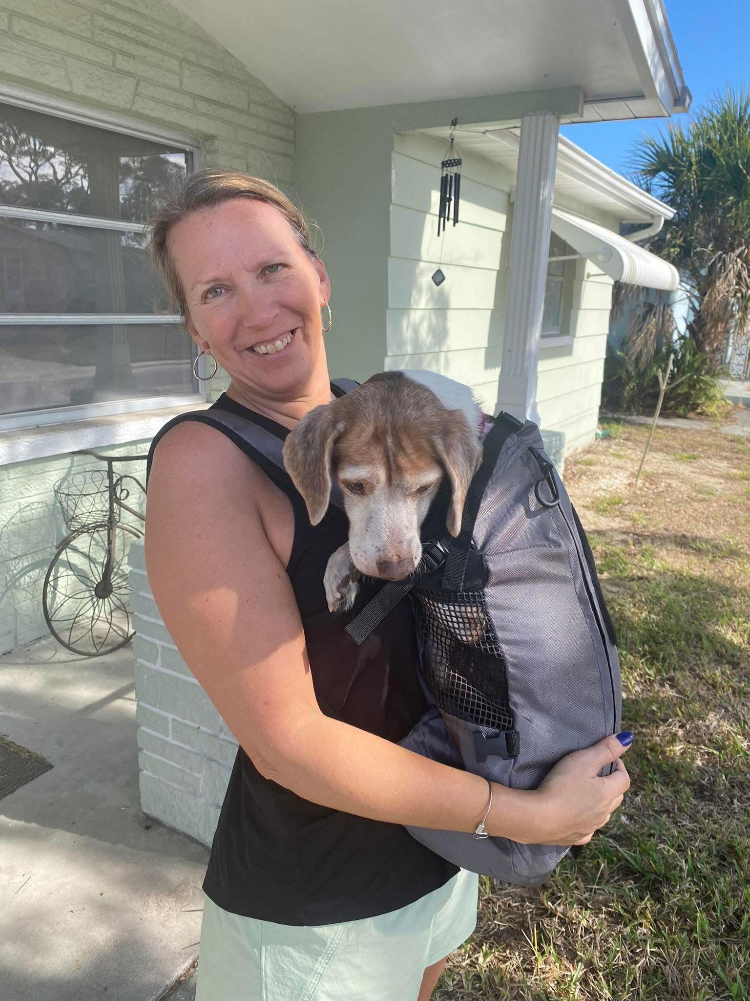 Enlarge Coco Bean, a Adoptable Beagle in Tampa, FL image 1/3