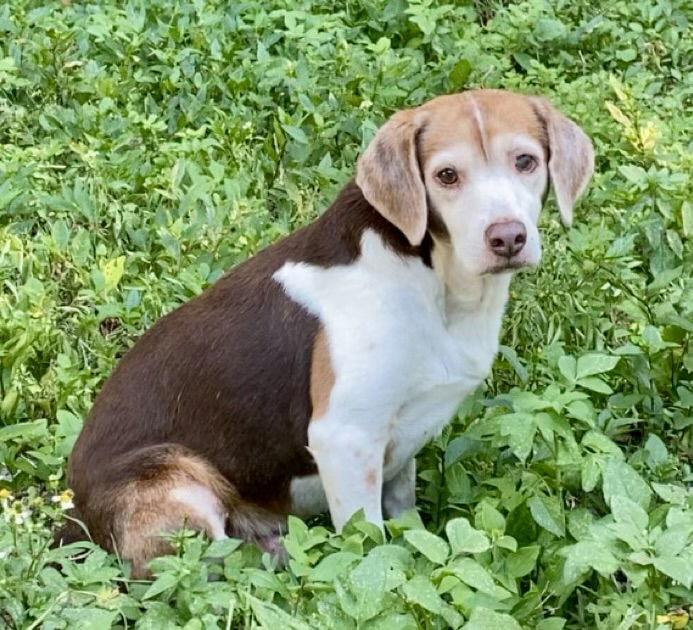 Coco Bean, a Adoptable Beagle in Tampa, FL image 1/3
