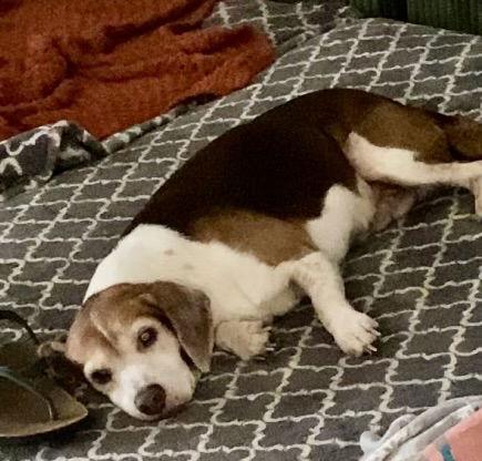 Coco Bean, Adoptable, Senior Male Beagle.