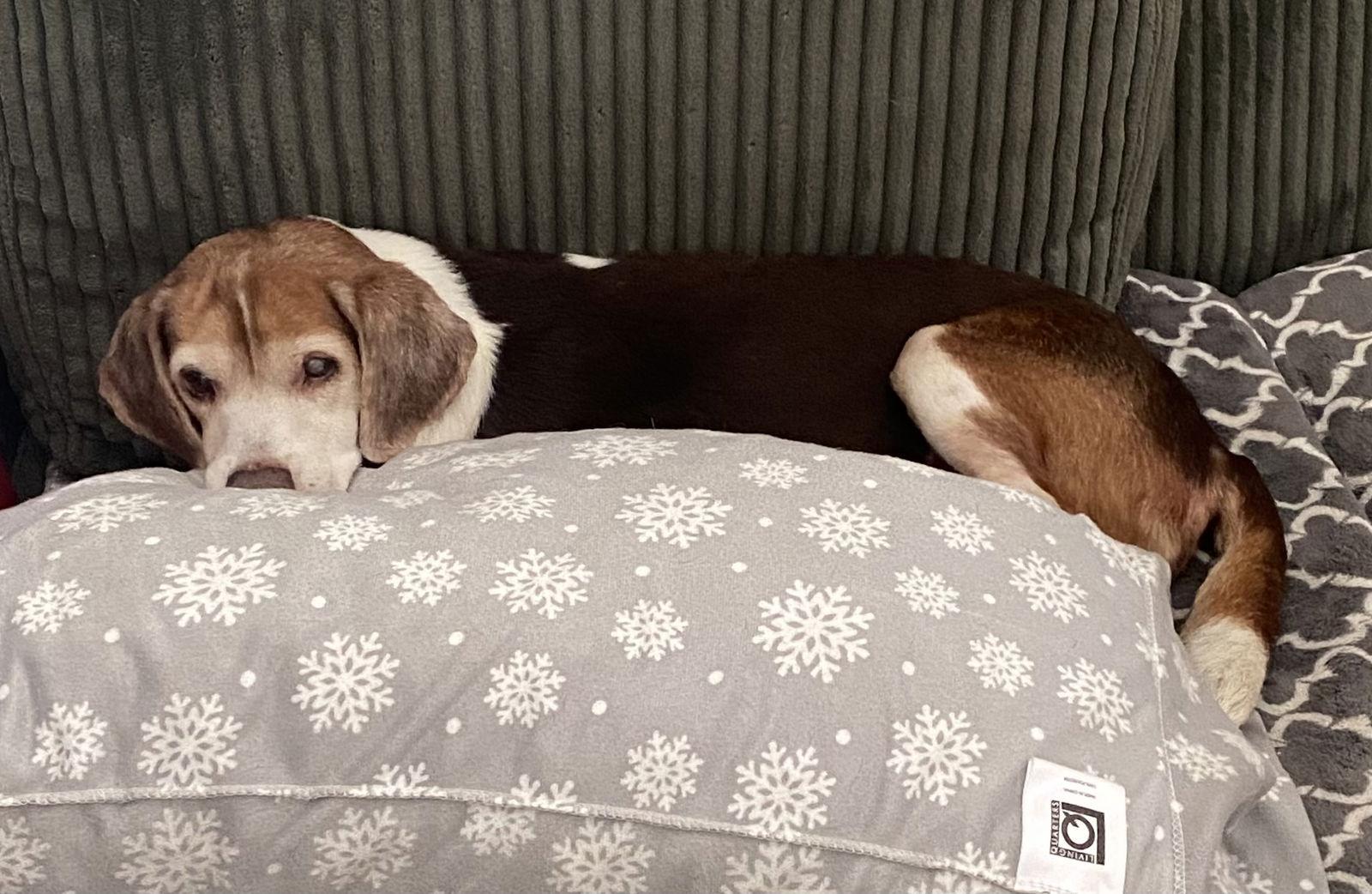 Coco Bean, a Adoptable Beagle in Tampa, FL image 3/3