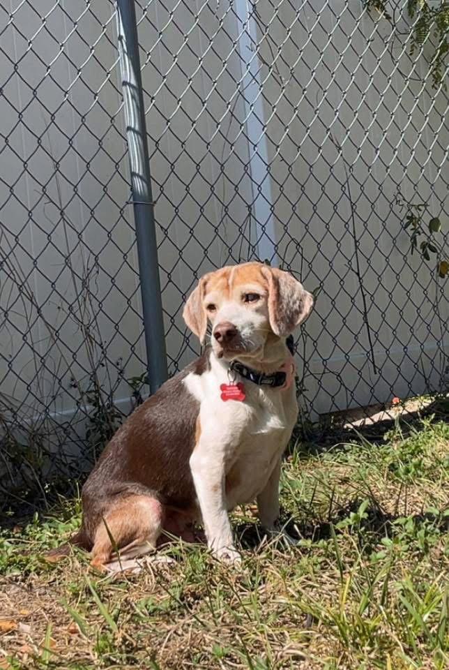Enlarge Coco Bean, a Adoptable Beagle in Tampa, FL image 3/3
