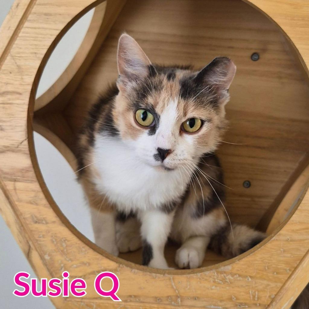 Susie Q, Adoptable, Young Female Domestic Medium Hair.